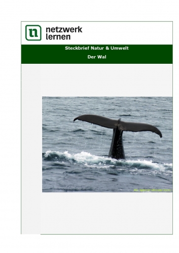 Netzwerk Lernen: Steckbrief Natur & Umwelt - Der Wal