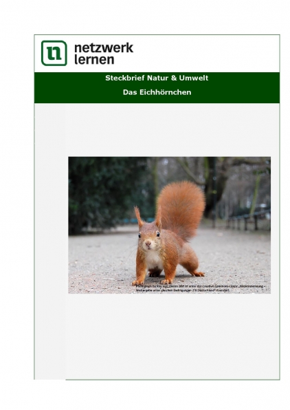 Netzwerk Lernen: Steckbrief Natur & Umwelt - Das Eichhörnchen