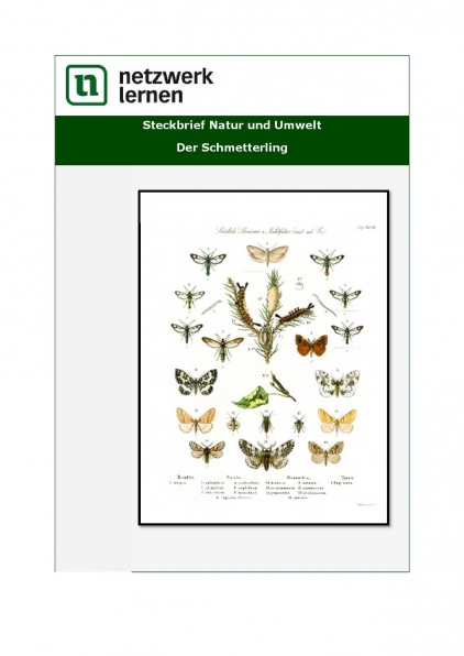 Netzwerk Lernen: Steckbrief Natur & Umwelt - Der Schmetterling